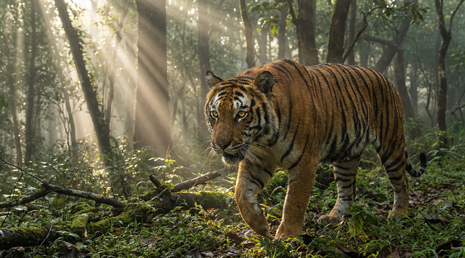 国产自拍老虎视频
